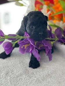 Chiots Cockapoo - Photo 7