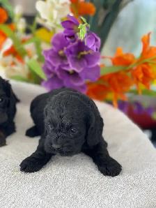 Chiots Cockapoo - Photo 8