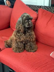 Chiots Cockapoo - Photo 9