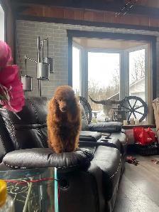 Chiots Cockapoo - Photo 10