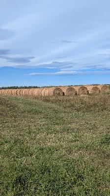 Hay for sale