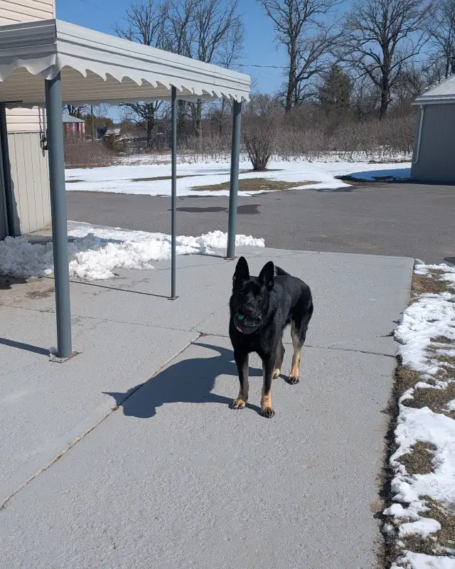 Male German Shepherd for Sale