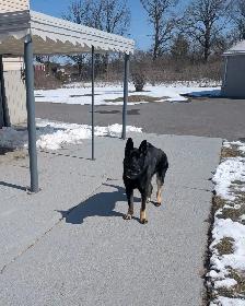 Male German Shepherd for Sale