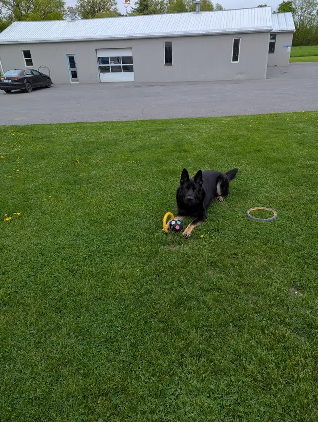 Male German Shepherd for Sale - Photo 2