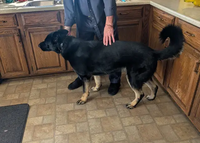Male German Shepherd for Sale - Photo 3