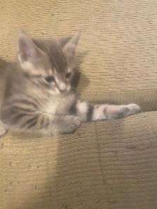 Kitten looking for the forever home