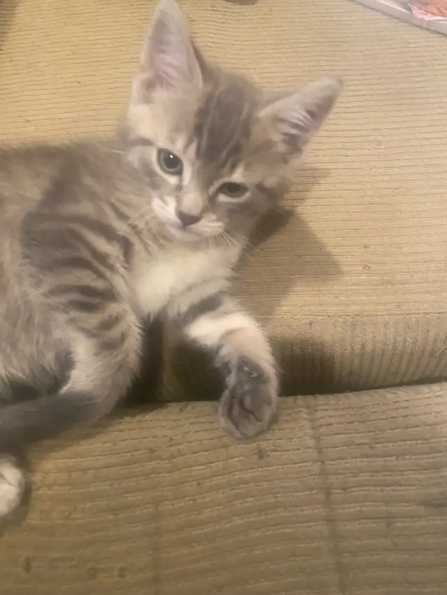 Kitten looking for the forever home - Photo 2