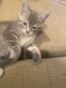 Kitten looking for the forever home - Photo 2