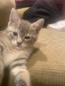 Kitten looking for the forever home - Photo 3