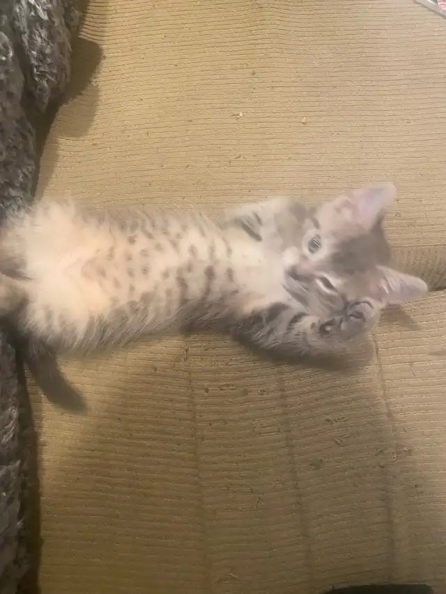 Kitten looking for the forever home - Photo 4