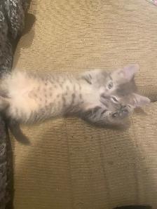 Kitten looking for the forever home - Photo 4