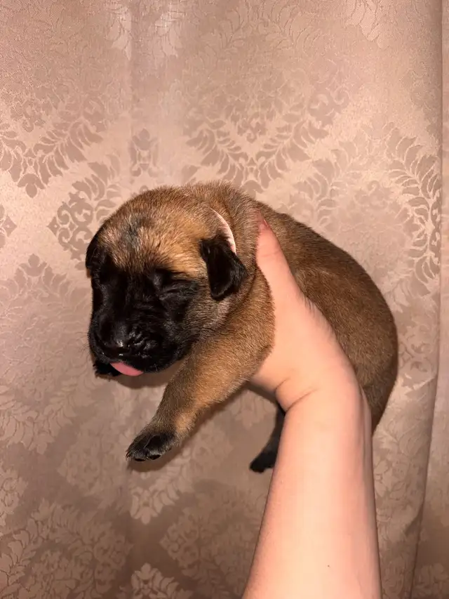 FEMELLES MASTIFF ANGLAIS / FEMALES ENGLISH MASTIFF