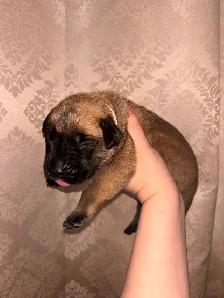 FEMELLES MASTIFF ANGLAIS / FEMALES ENGLISH MASTIFF