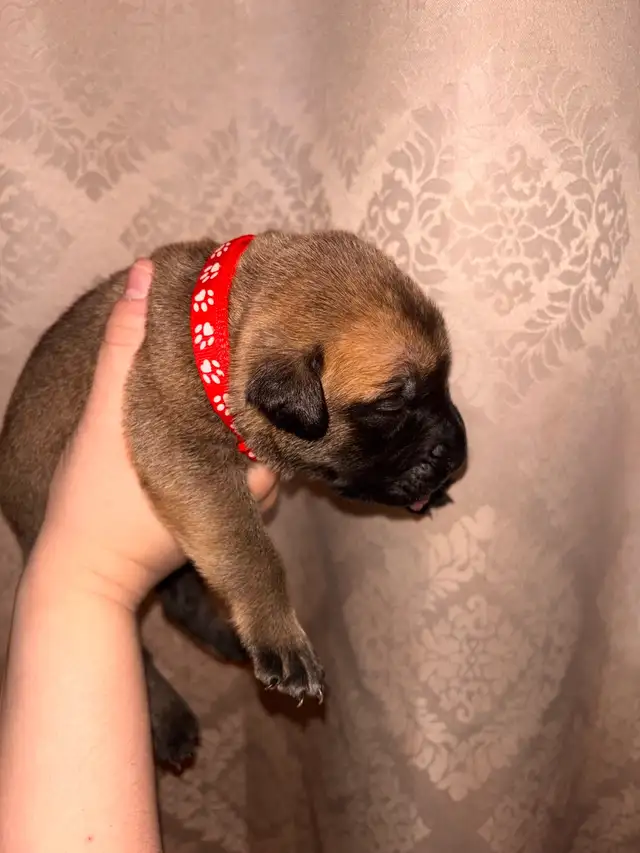 FEMELLES MASTIFF ANGLAIS / FEMALES ENGLISH MASTIFF - Photo 2