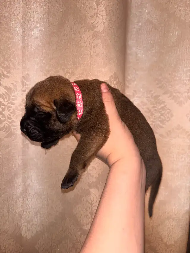 FEMELLES MASTIFF ANGLAIS / FEMALES ENGLISH MASTIFF - Photo 3