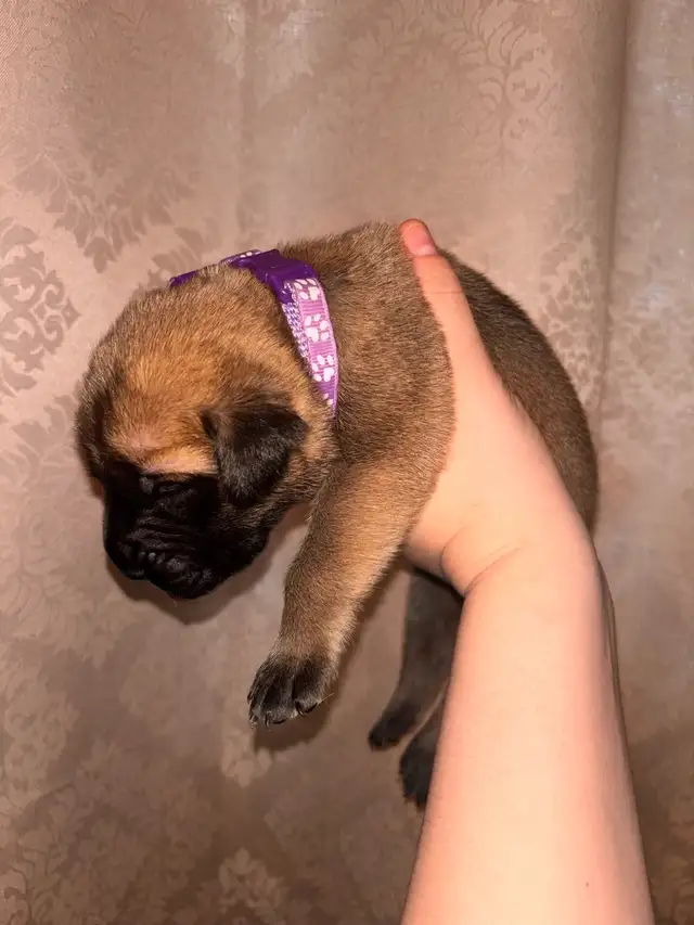 FEMELLES MASTIFF ANGLAIS / FEMALES ENGLISH MASTIFF - Photo 4