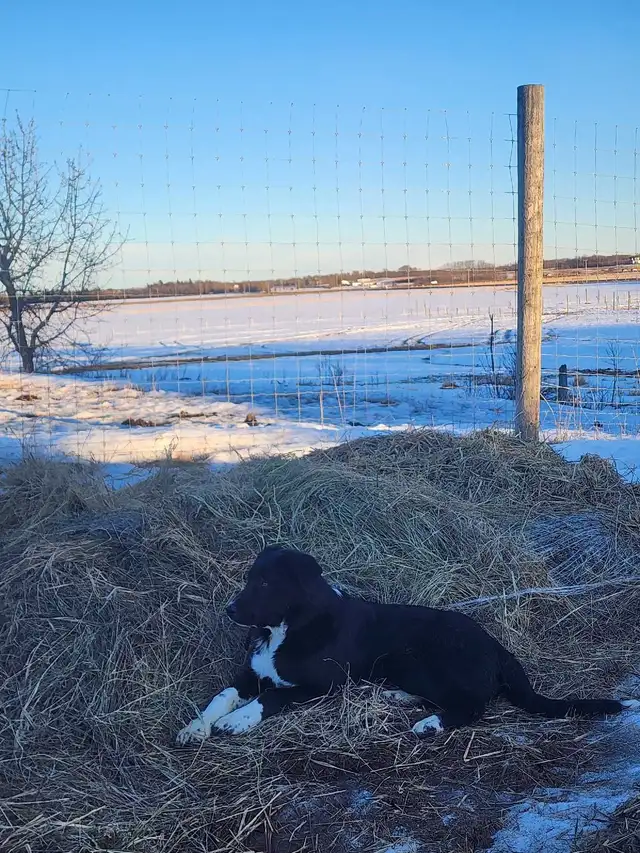 border collie great Pyrenees