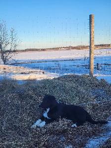 border collie great Pyrenees
