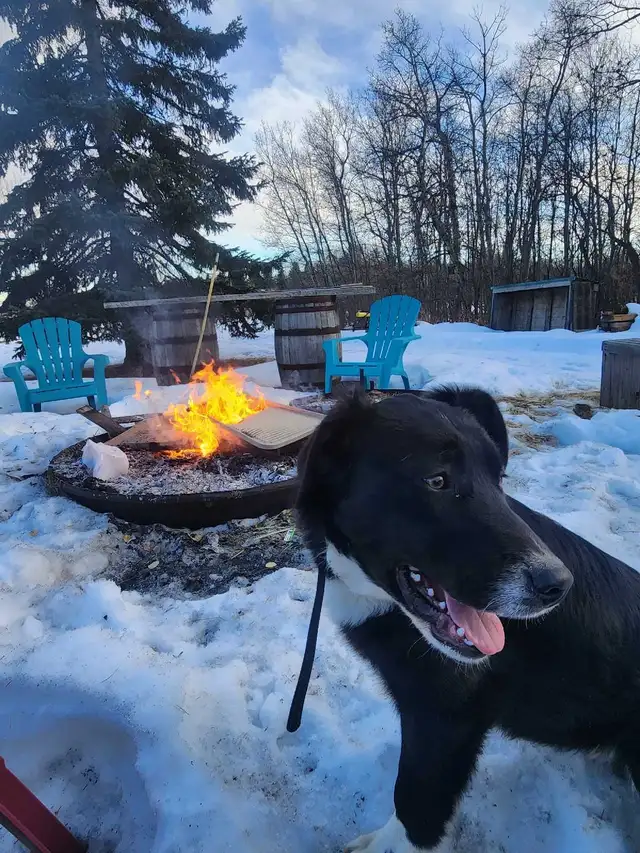 border collie great Pyrenees - Photo 2