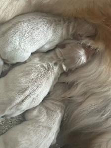 CKC Registered Golden Retrievers 2 Females Left! - Photo 3