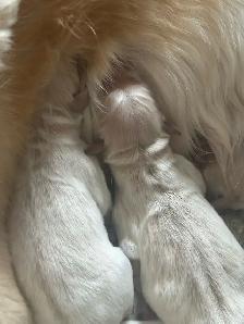 CKC Registered Golden Retrievers 2 Females Left! - Photo 4