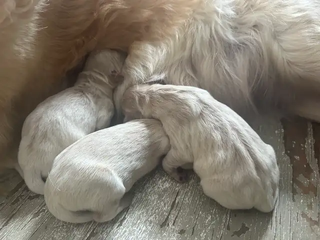 CKC Registered Golden Retrievers 2 Females Left! - Photo 6