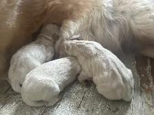 CKC Registered Golden Retrievers 2 Females Left! - Photo 6