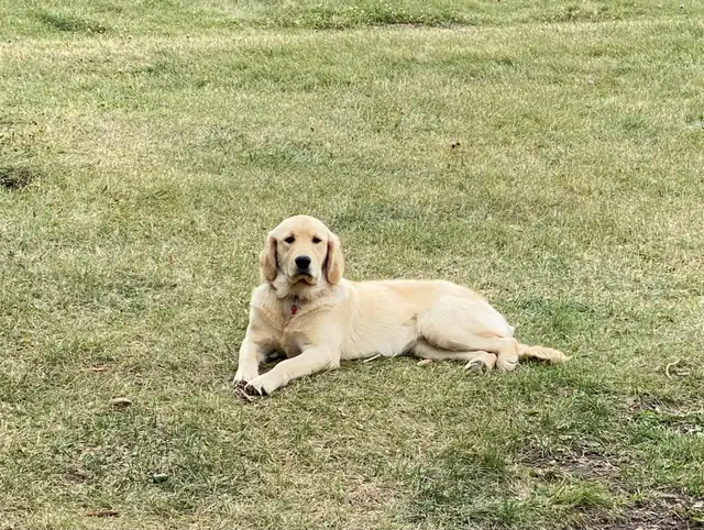 CKC Registered Golden Retrievers 2 Females Left! - Photo 7
