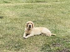 CKC Registered Golden Retrievers 2 Females Left! - Photo 7