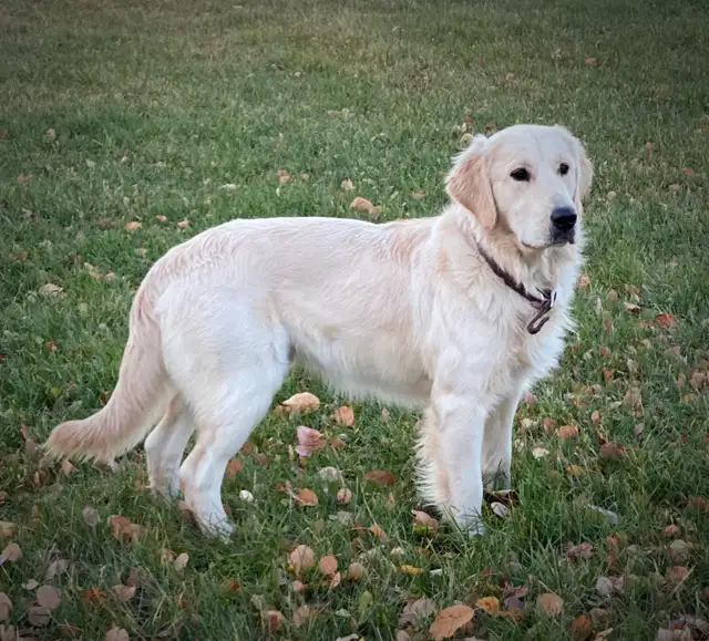 CKC Registered Golden Retrievers 2 Females Left! - Photo 8
