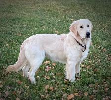 CKC Registered Golden Retrievers 2 Females Left! - Photo 8