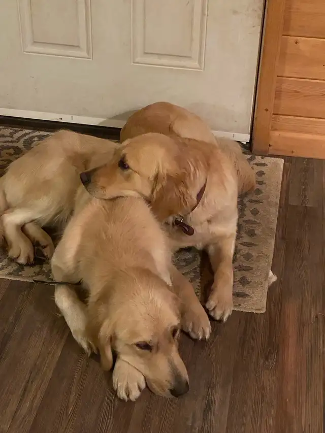 CKC Registered Golden Retrievers 2 Females Left! - Photo 9