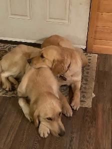 CKC Registered Golden Retrievers 2 Females Left! - Photo 9