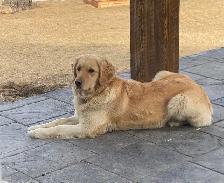 CKC Registered Golden Retrievers 2 Females Left! - Photo 10