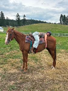 9y OTTB Mare