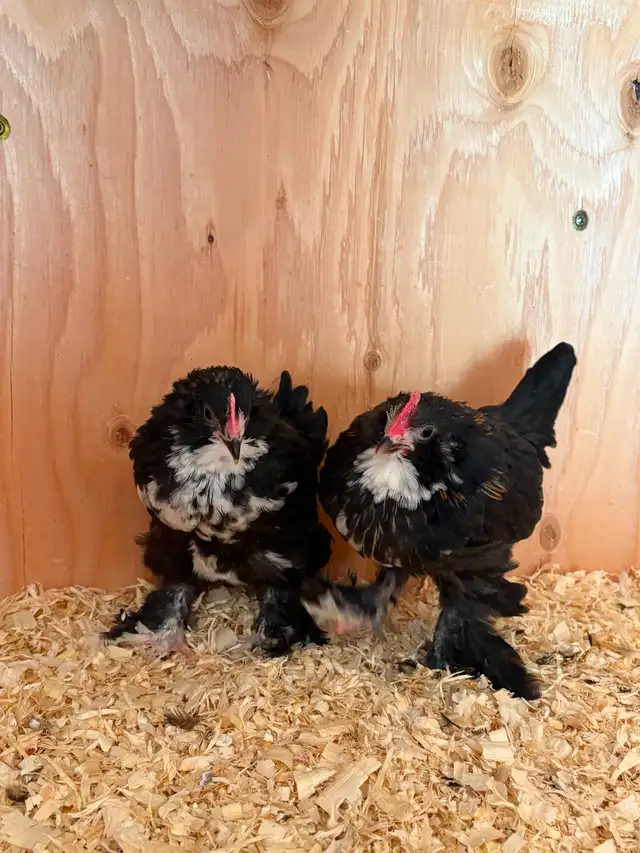 Purebred Belgian D’uccle Chicks