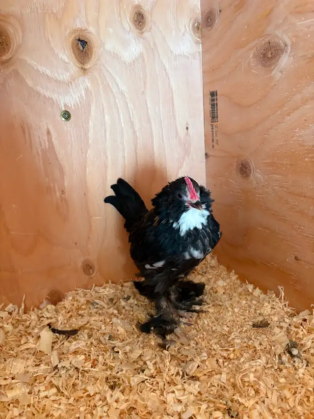 Purebred Belgian D’uccle Chicks - Photo 2