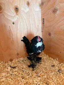 Purebred Belgian D’uccle Chicks - Photo 2