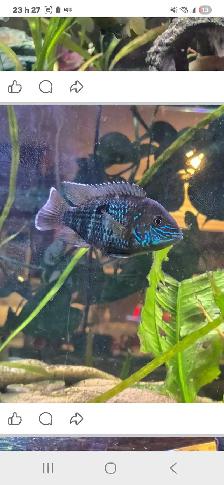 poissons cicliders  ob yellow,ob five colours, et plus