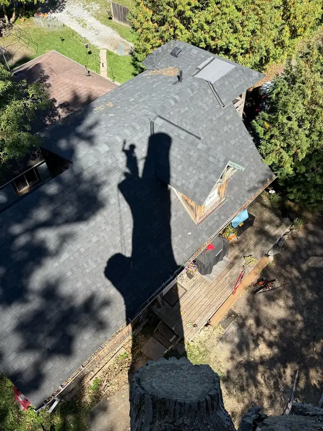 now hiring! tree workers