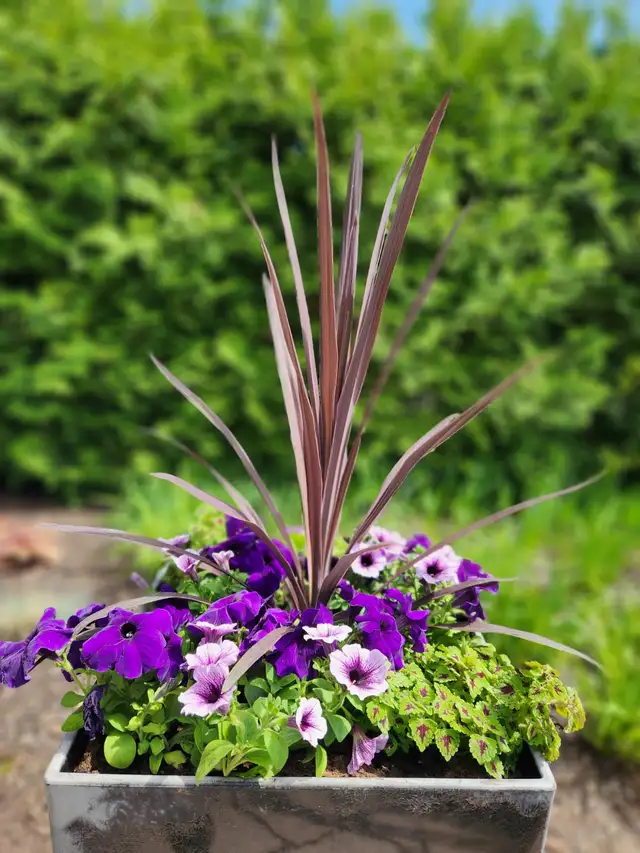 Services entretien paysager / Horticulture / Plates-bandes - Photo 3