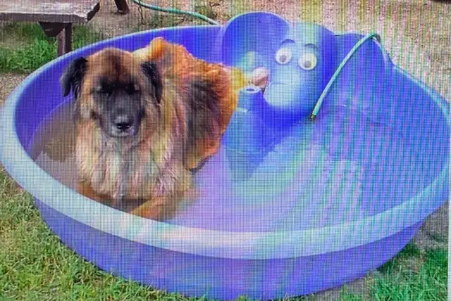 Mobile dog nail trimming Winnipeg - Photo 2