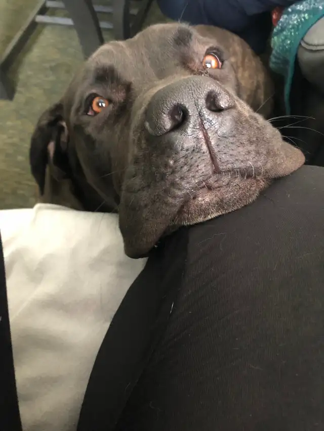 Mobile dog nail trimming Winnipeg - Photo 3