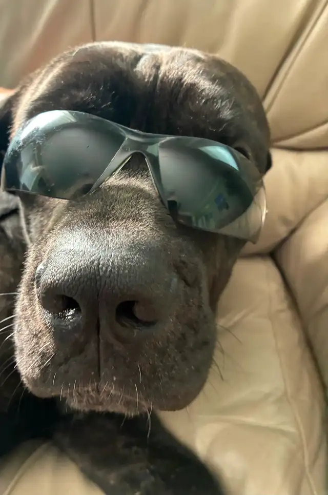 Mobile dog nail trimming Winnipeg - Photo 4