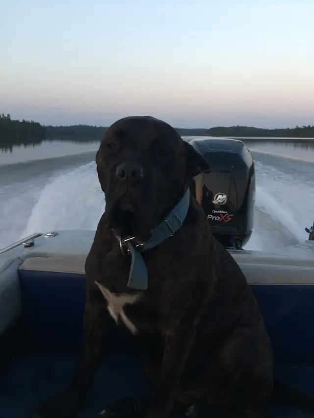 Mobile dog nail trimming Winnipeg - Photo 5