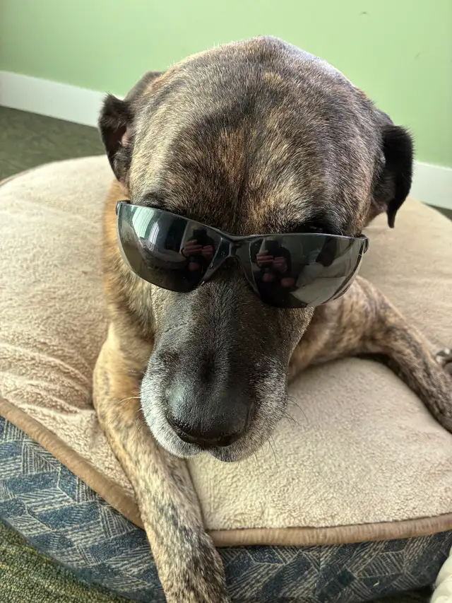 Mobile dog nail trimming Winnipeg - Photo 6