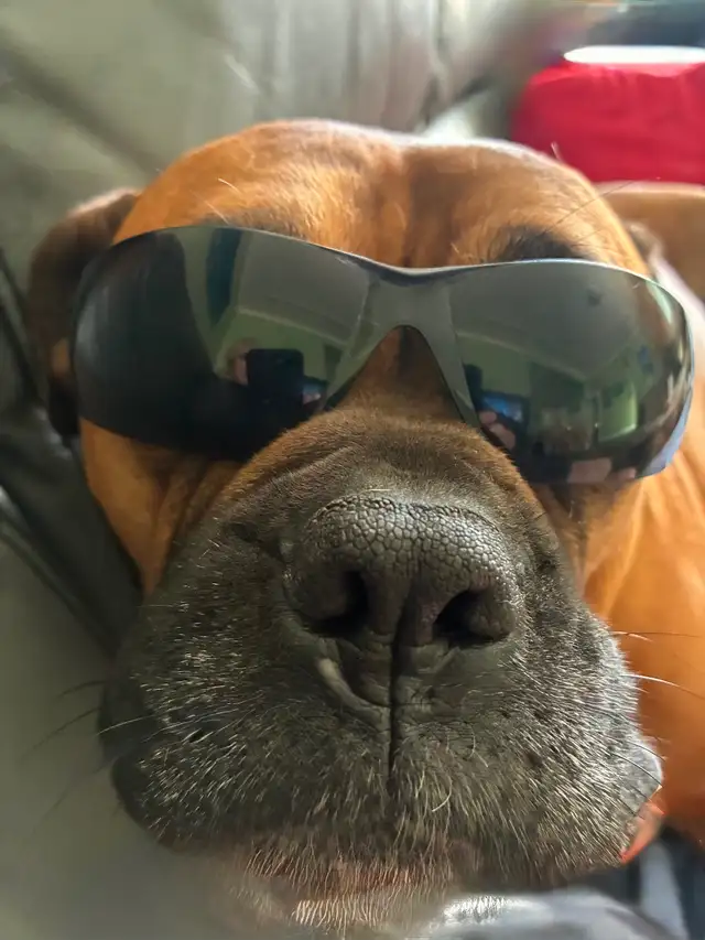 Mobile dog nail trimming Winnipeg - Photo 7