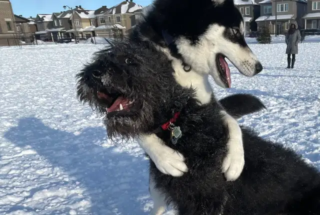 $25-$30 Dog waste removal services