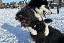 $25-$30 Dog waste removal services