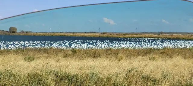spring snow goose hunts